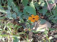 Thunbergia alata image