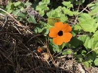 Thunbergia alata image