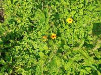 Thunbergia alata image