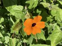 Thunbergia alata image