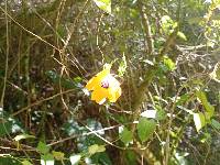 Thunbergia alata image