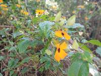 Thunbergia alata image