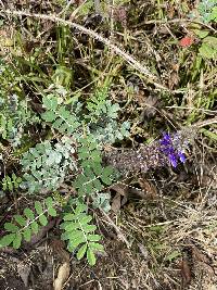 Dalea coerulea image