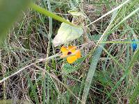 Thunbergia alata image