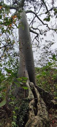 Ceiba trischistandra image