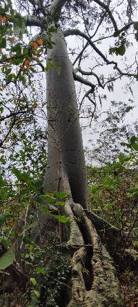 Ceiba trischistandra image