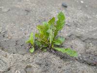 Taraxacum officinale image