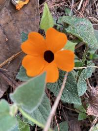 Thunbergia alata image