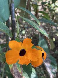 Thunbergia alata image