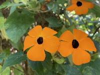 Thunbergia alata image