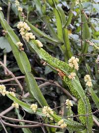 Baccharis genistelloides image