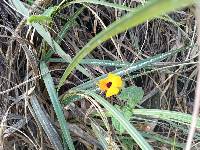 Thunbergia alata image