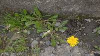 Taraxacum officinale image