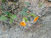 Thunbergia alata image