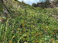 Thunbergia alata image