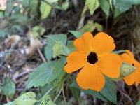 Thunbergia alata image