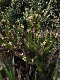 Baccharis genistelloides image