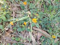 Thunbergia alata image