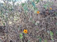 Thunbergia alata image