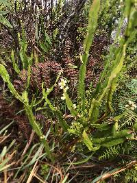 Baccharis genistelloides image