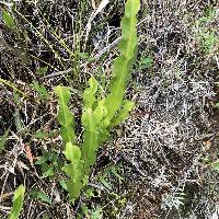 Baccharis genistelloides image