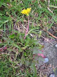 Taraxacum officinale image