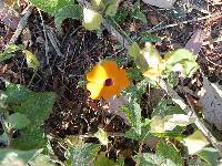 Thunbergia alata image