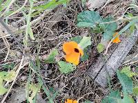 Thunbergia alata image