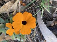 Thunbergia alata image