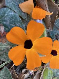 Thunbergia alata image