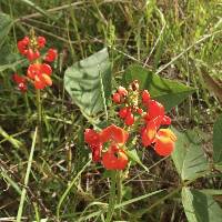 Phaseolus coccineus image