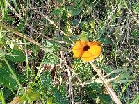 Thunbergia alata image