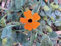 Thunbergia alata image