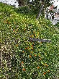 Thunbergia alata image