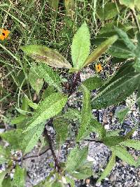 Baccharis latifolia image