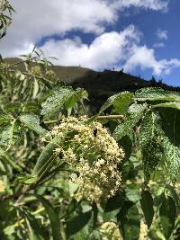 Baccharis latifolia image