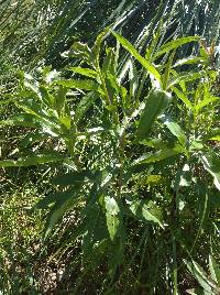 Baccharis latifolia image