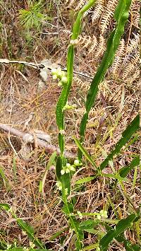 Baccharis genistelloides image