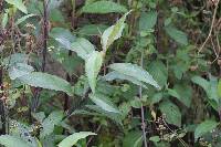 Baccharis latifolia image