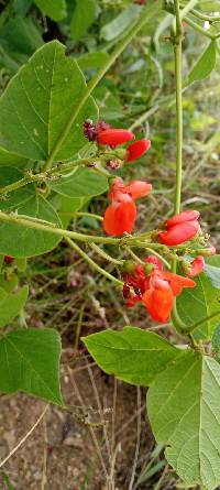 Phaseolus coccineus image