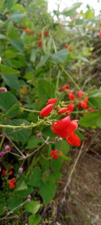 Phaseolus coccineus image