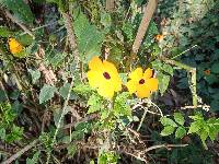 Thunbergia alata image