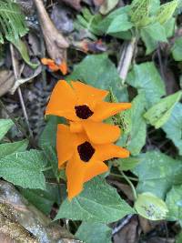 Thunbergia alata image