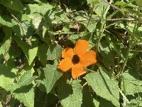 Thunbergia alata image