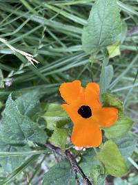 Thunbergia alata image