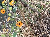 Thunbergia alata image