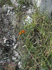 Thunbergia alata image