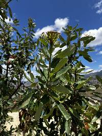 Oreocallis grandiflora image