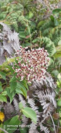 Baccharis oblongifolia image