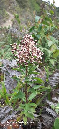 Baccharis oblongifolia image